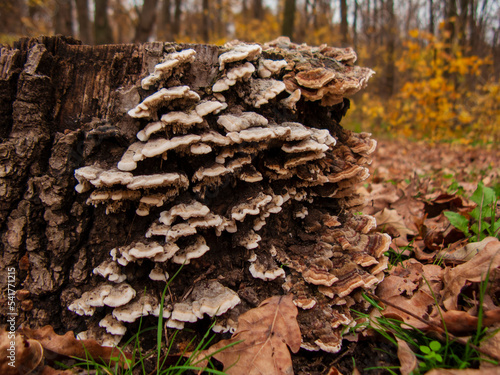 Close-up photo of a mushroom in autumn foliage