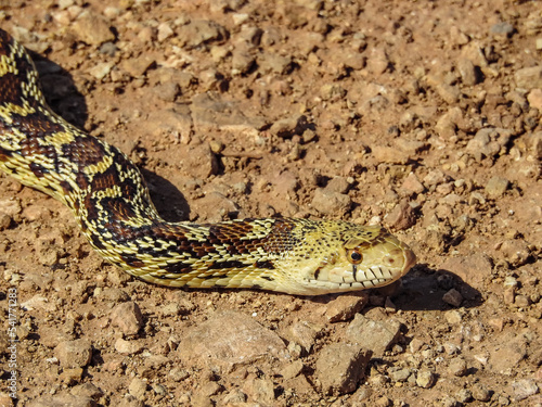 close up of a snake