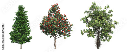  deciduous tree  isolated on white background  3D illustration  cg render