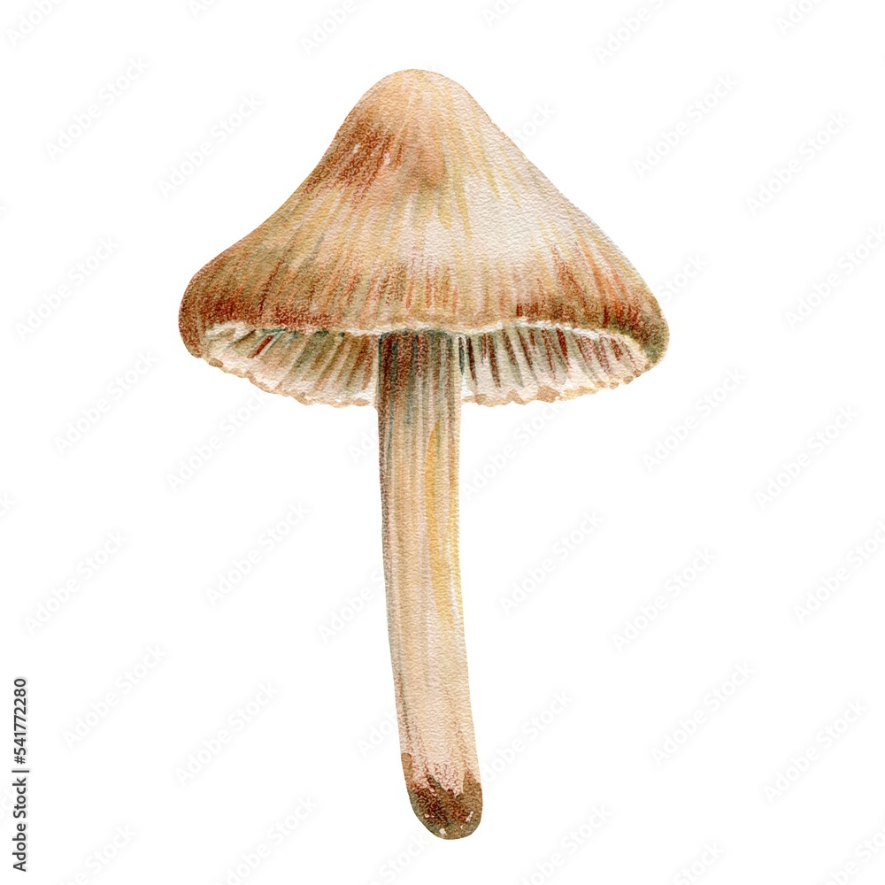 Poisonous mushroom on a thin leg, toadstool, watercolor illustration