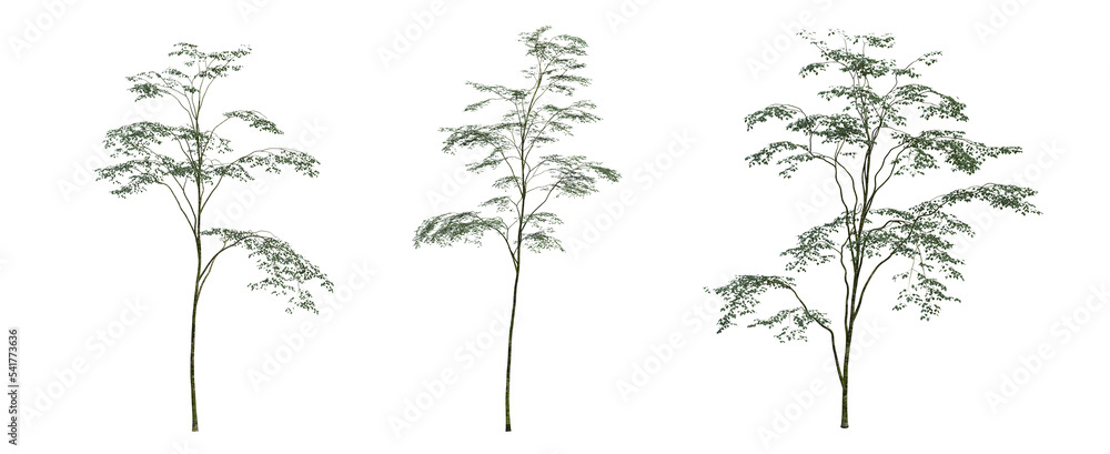 deciduous tree, isolate on a transparent background, 3d illustration - obrazy, fototapety, plakaty 