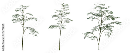 Fotografia deciduous tree, isolate on a transparent background, 3d illustration