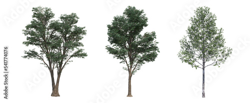 Fotografia deciduous tree, isolate on a transparent background, 3d illustration