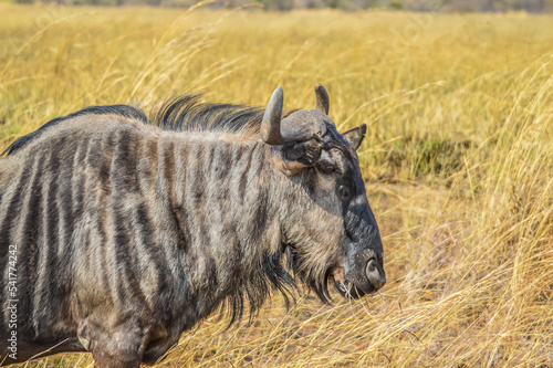 Portrait of an isolated Blue wildebeest or gnu ungulate or connochaetes Taurinus in a South African game reserve during a safari