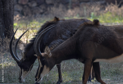 Giant sable antelope in South Africa