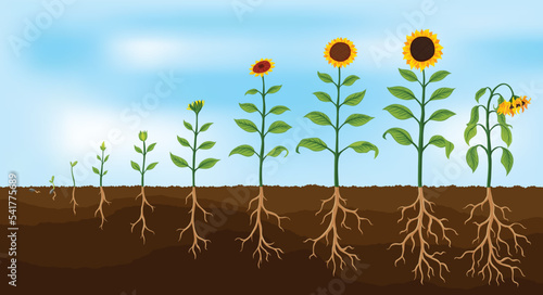 Sunflower growth stages. Agriculture plant development from seed to flowering and fruit-bearing plant with root system. Harvest animation progression