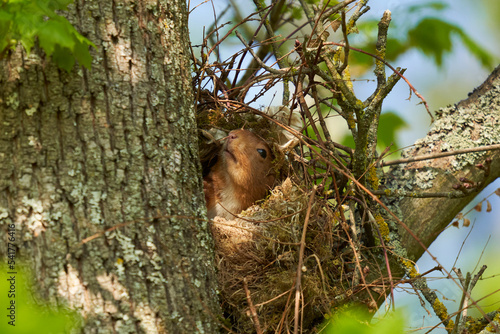 Photography Squirrel (Sciurus, Eichhörnchen) in his nest on the tree