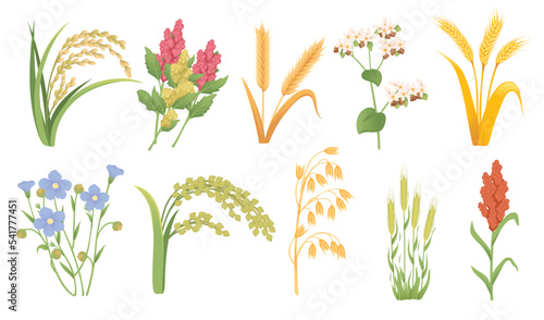 Set of agriculture plant with ears and grain vector illustration isolated on white background