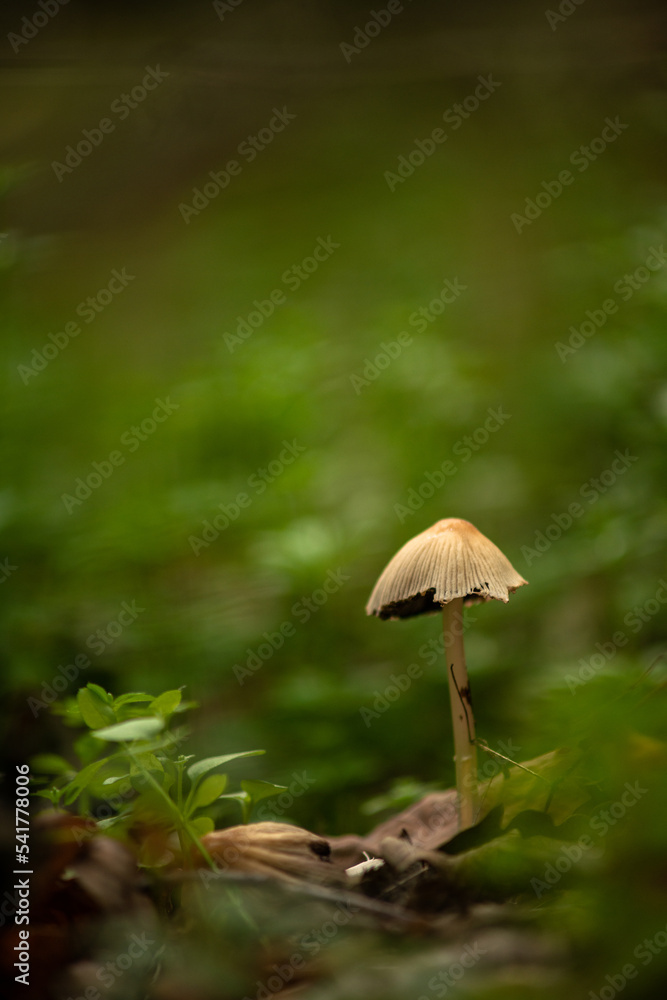 mushrooms in the forest mushrooms in the forest
