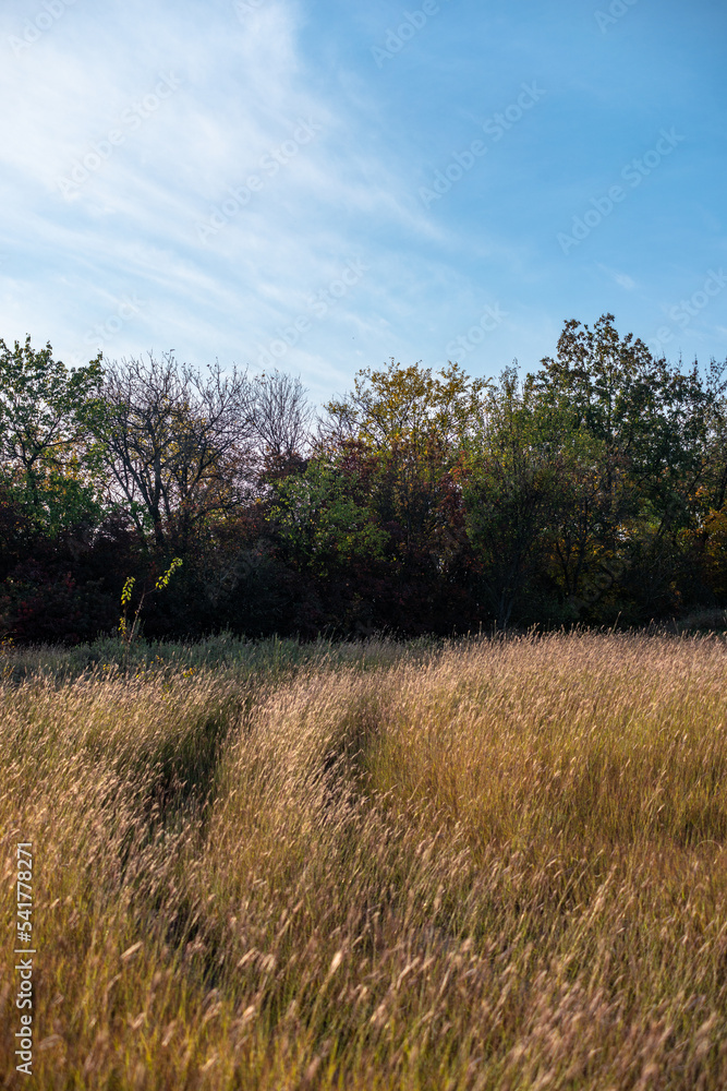 Fototapeta premium tree in the field