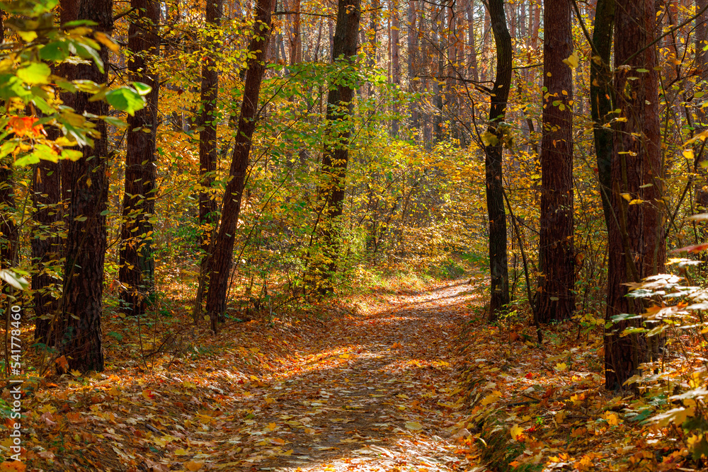 Fototapeta premium Beautiful autumn park. Forest in Autumn.