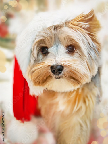 Puppy  yorkshire terrier  in Santa hat at Christmas. Small dog with cute expression. Happy New Year  Christmas  yorkshire terrier concept. Selective focus.