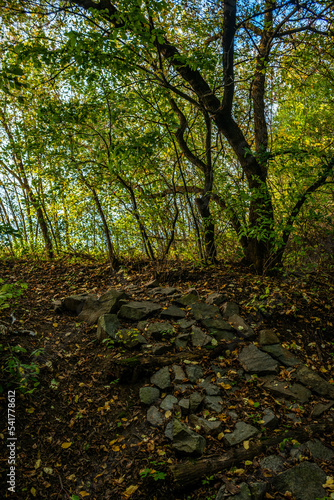 autumn in the forest