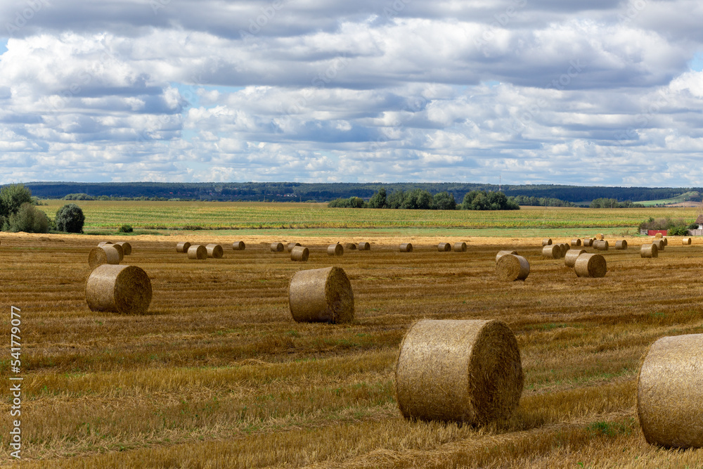 View of a wide harvested field