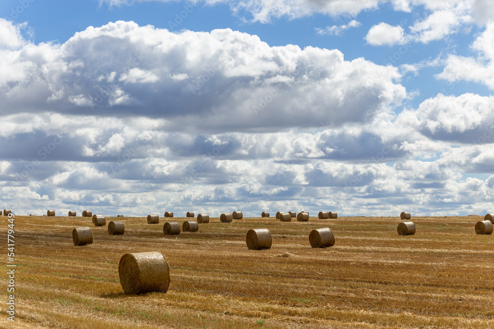 View of a wide harvested field