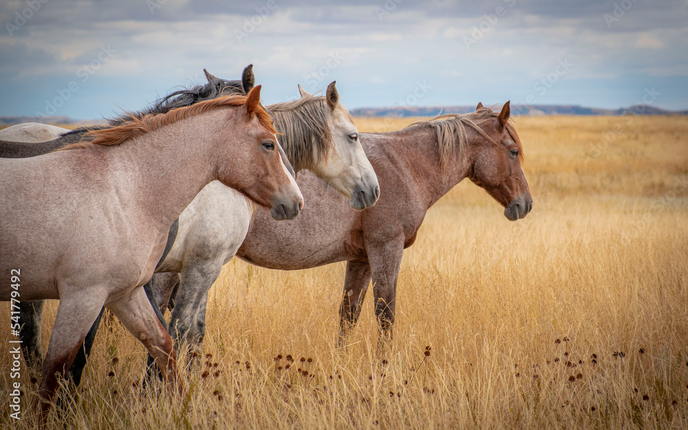 Horses in the field