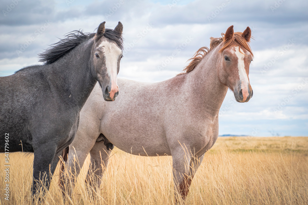 Horses in the field Horses in the field