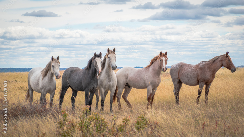 Fototapeta premium Horses in the field