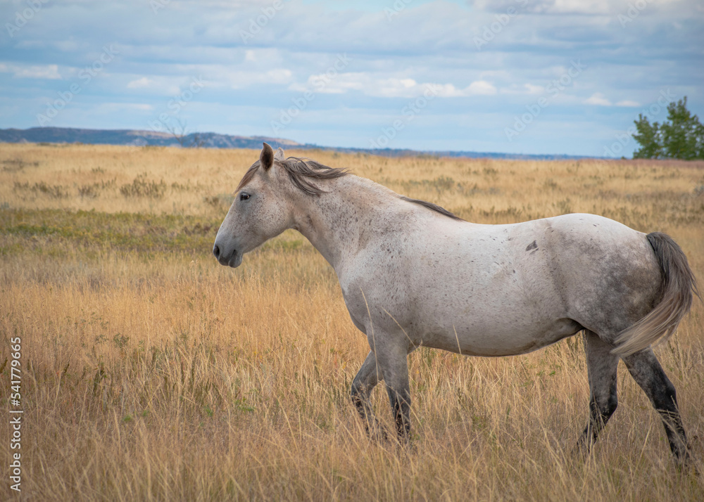 Horses in the field