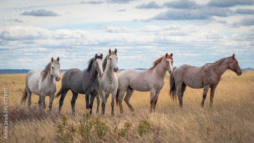 Fototapeta Naklejka Na Ścianę i Meble -  Horses in the field