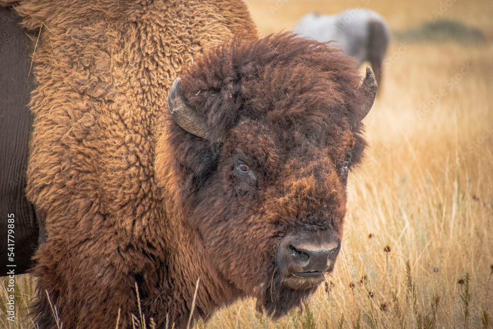 Bison in the field