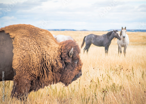 Bison in the field