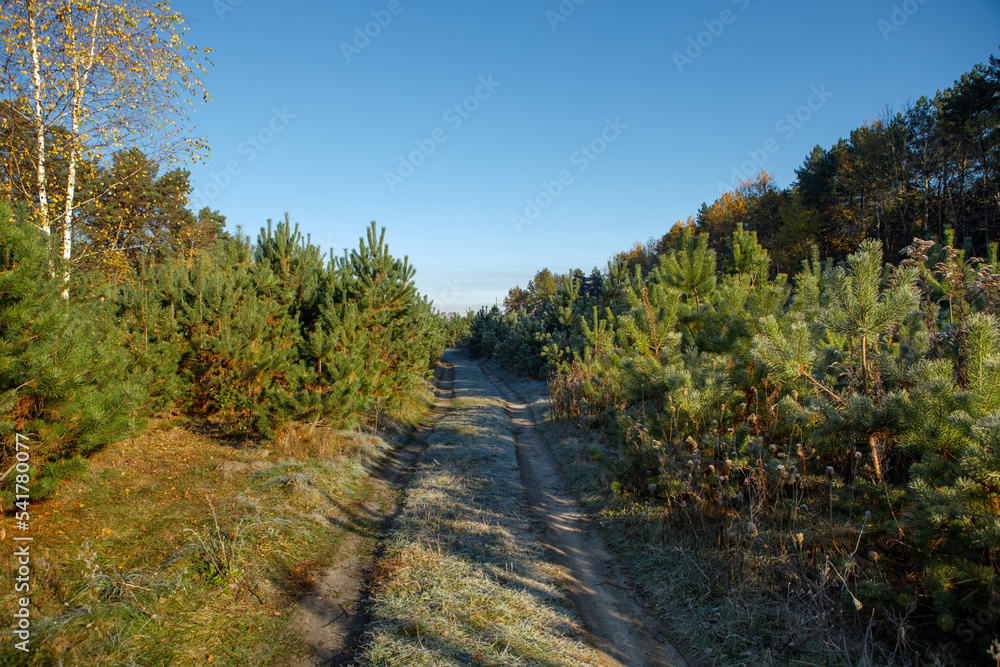 Walkway in the pine forest. First snow frost Walkway in the pine forest. First snow frost