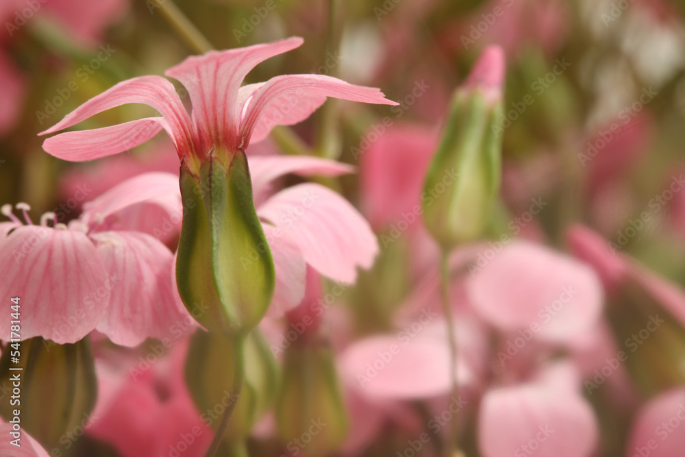 Soft focus pink flower bouquet. Nature brur horizontal background.