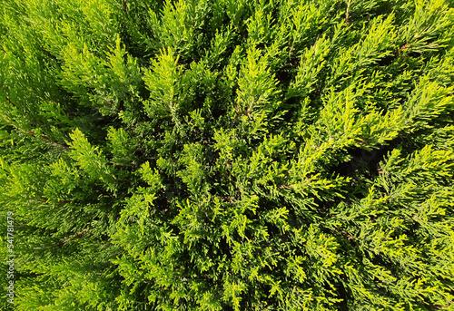 Thuja, decorative tree branches of shrub close-up, background of plant..