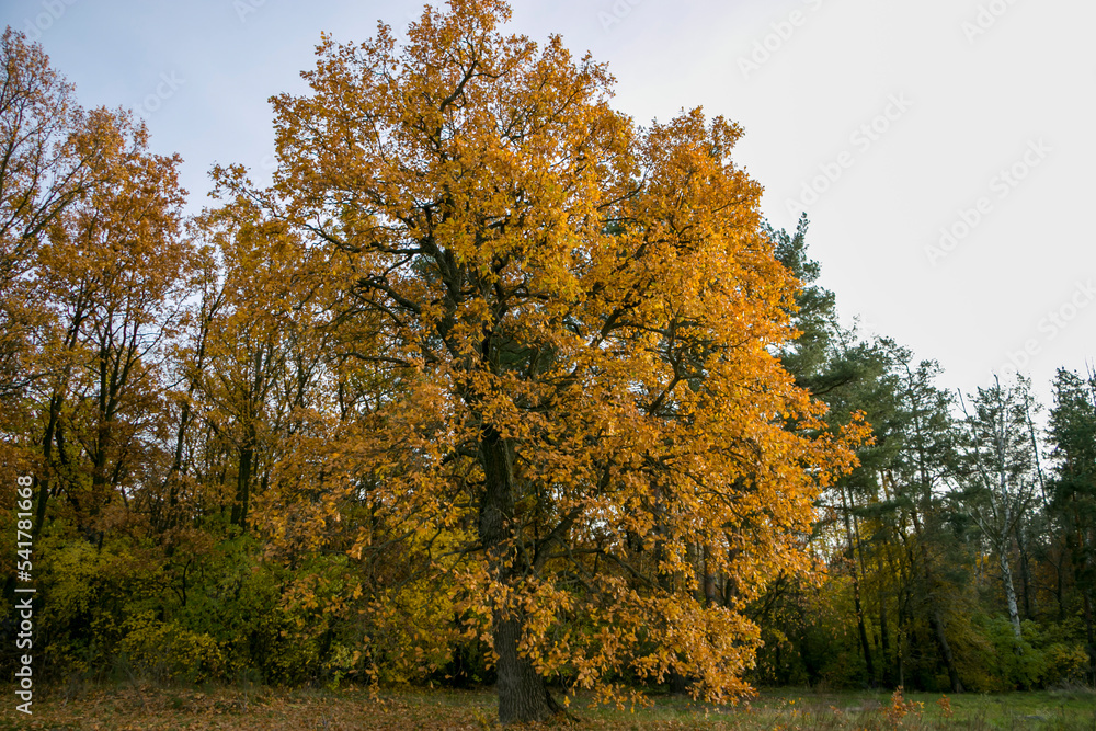 Big tree with yellow leaves. Autumn in the forest.