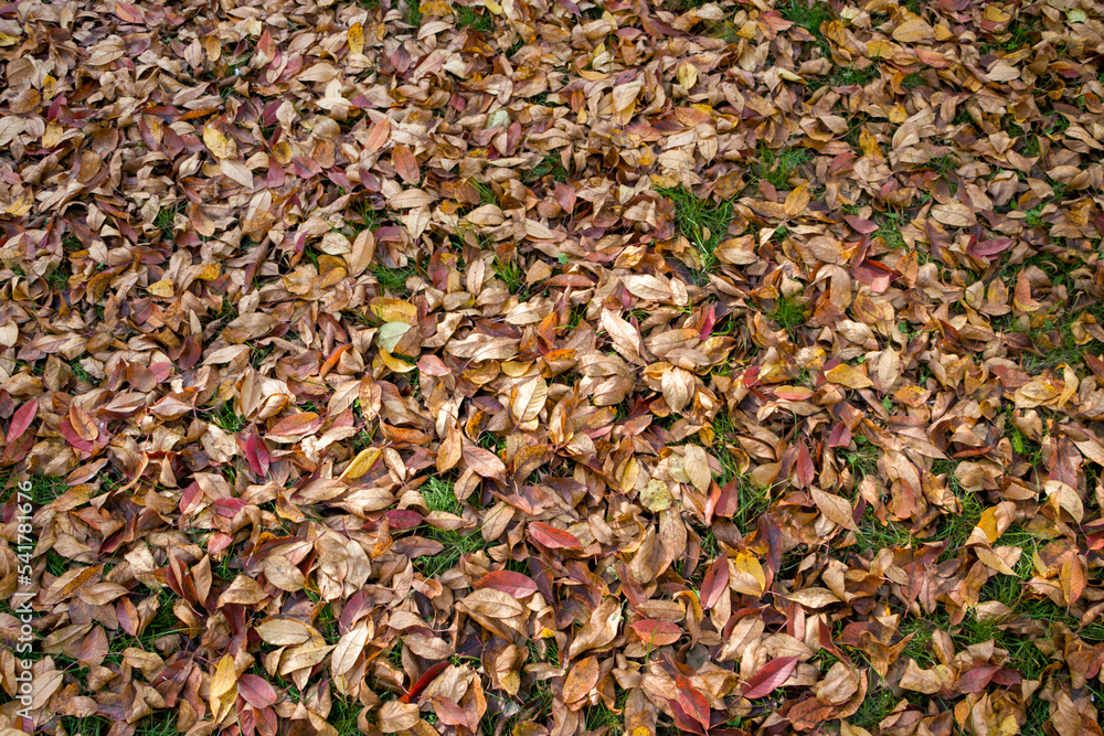 Yellow and brown autumn leaves. Colorful image of fallen cherry leaves on green grass. On the street Yellow and brown autumn leaves. Colorful image of fallen cherry leaves on green grass. On the street