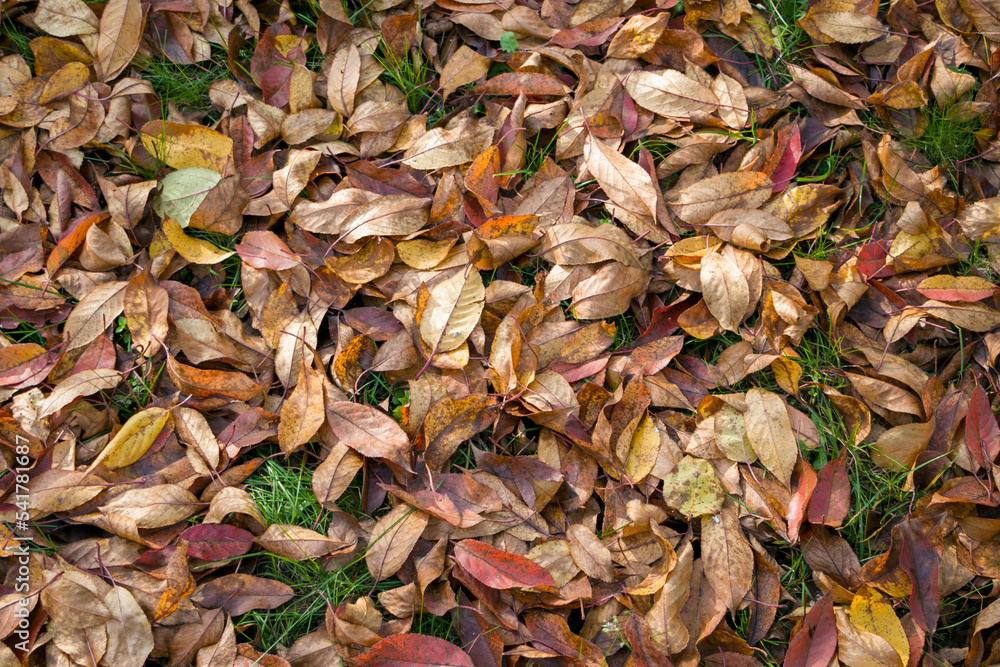 Yellow and brown autumn leaves. Colorful image of fallen cherry leaves on green grass. On the street