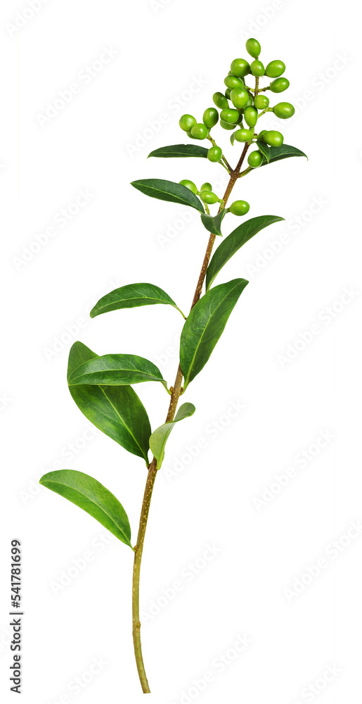 Fototapeta premium Twig of ligustrum with green leaves and unripe berries isolated