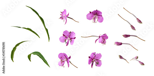 Set of pink epilobium flowe...