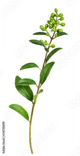 Twig of ligustrum with green leaves and unripe berries isolated