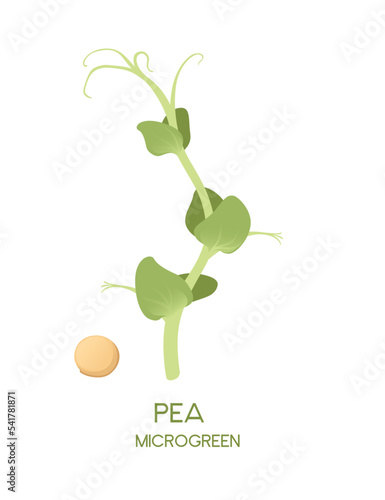 Fresh microgreen superfood sprouts pea healthy nutrition vector illustration isolated on white background