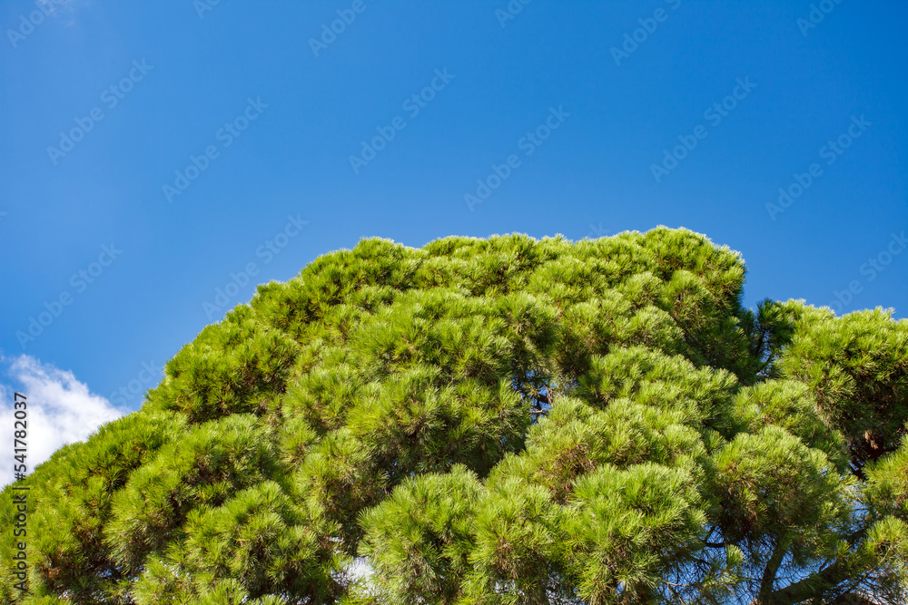 Pine with green needles, top of tree against blue sky.