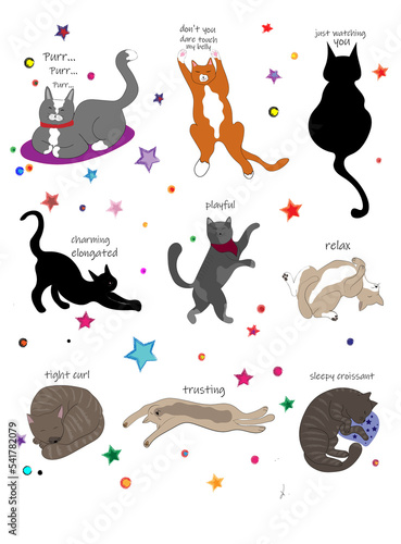 Cute illustrations of cat poses and what each one means. Perfect for mug and shirt prints and other cat mom accessories