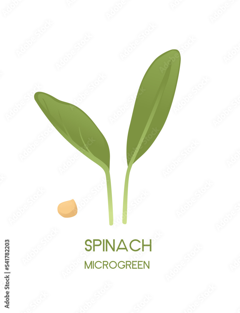 Fresh microgreen superfood sprouts spinach healthy nutrition vector illustration isolated on white background Fresh microgreen superfood sprouts spinach healthy nutrition vector illustration isolated on white background
