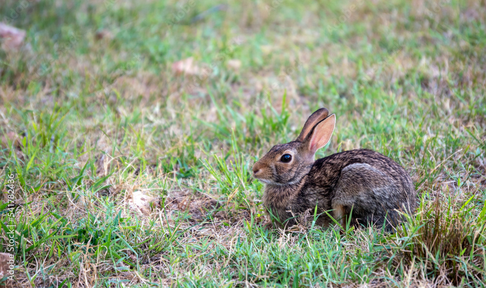 Fototapeta premium Close up of rabbit in the wild