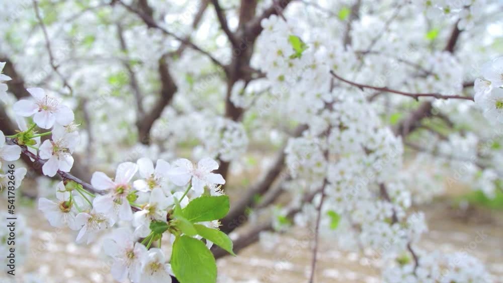 Close-up garden of blooming cherry trees with white flowers in spring. The Cherry Orchard Close-up garden of blooming cherry trees with white flowers in spring. The Cherry Orchard