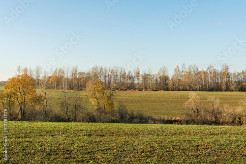 Agricultural field with seedlings of winter plants during sunset in late autumn. Nature landscape background