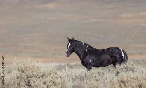 Beautiful Wild Horse in Summer in the Wyoming Desert