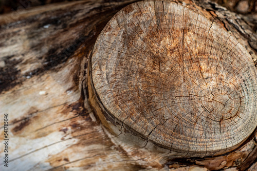 Textura de corteza de madera marrón de un árbol en el bosque de la ciudad de Madrid con diferentes líneas, círculos y rugosidad