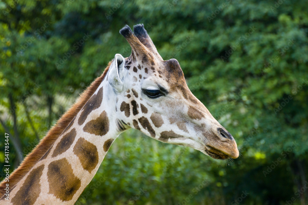 Obraz premium Giraffe