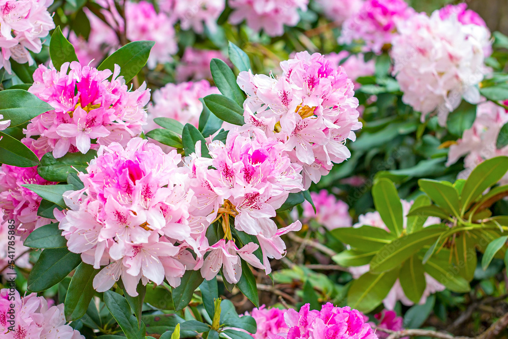 Bright pink Rhododendron hybridum Cheer flowers with leaves in the garden in summer. Bright pink Rhododendron hybridum Cheer flowers with leaves in the garden in summer.