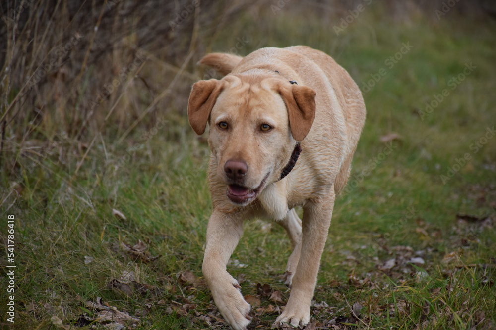 golden retriever dog walking in trail