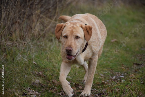golden retriever dog walking in trail