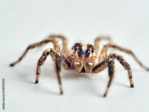 Pantropical Jumping Spider. Plexippus paykulli 