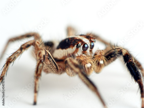 Pantropical Jumping Spider. Plexippus paykulli    © Macronatura.es